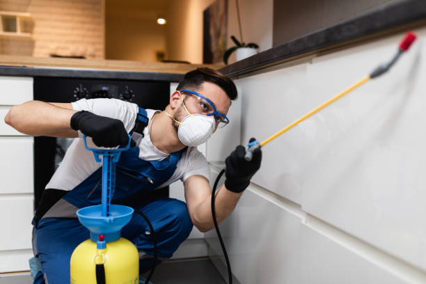 Best Affordable Pest Control Services  in Mount Vernon, NY