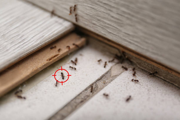 Best Best Pest Control Companies  in Mount Vernon, NY