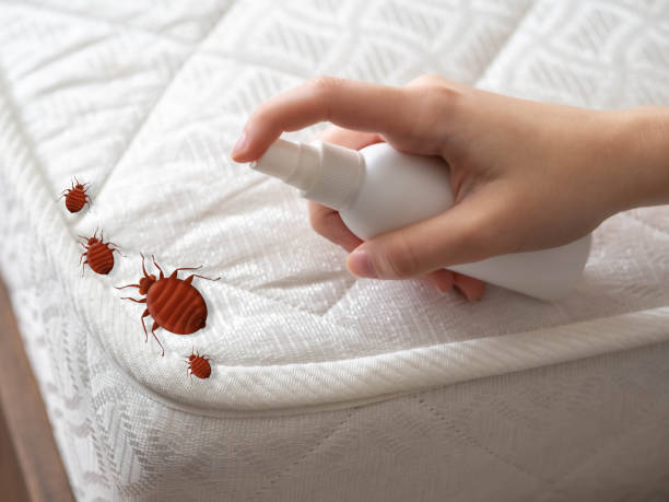 Professional Pest Control in Mount Vernon, NY