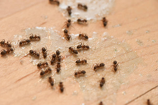 Best Local Pest Control Services  in Mount Vernon, NY