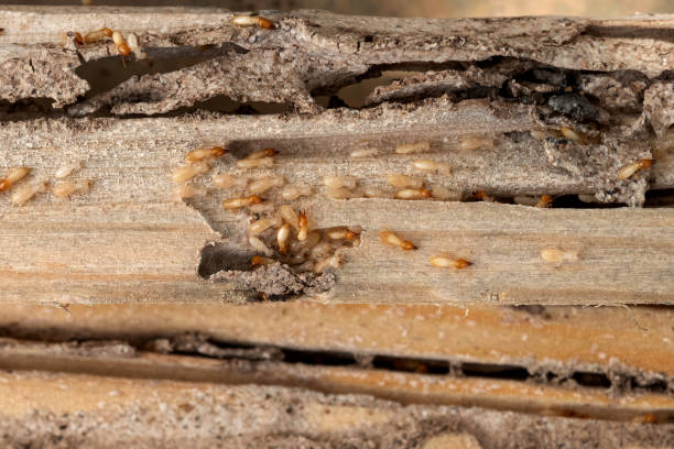 Best Best Pest Control Near Me  in Mount Vernon, NY