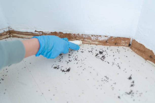 Best Bed Bug Extermination  in Mount Vernon, NY