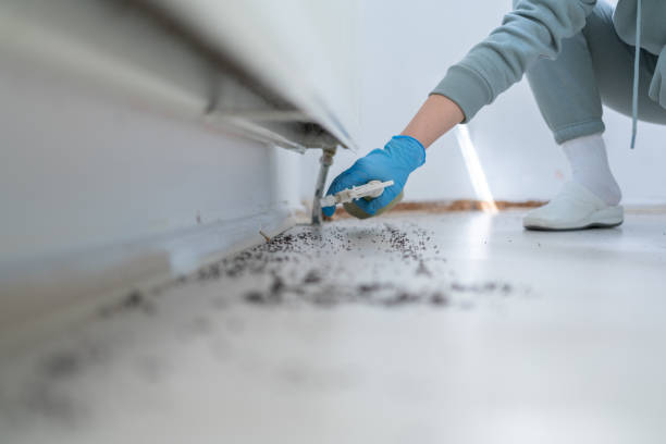 Best Pest Control Near Me  in Mount Vernon, NY